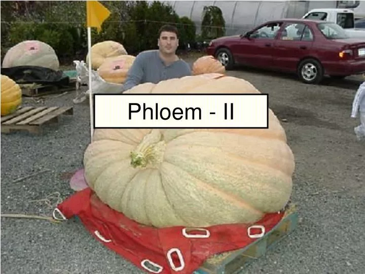 phloem ii
