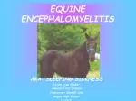 EQUINE ENCEPHALOMYELITIS - slide 1