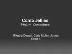 Comb Jellies Phylum- Ctenophora - slide 1