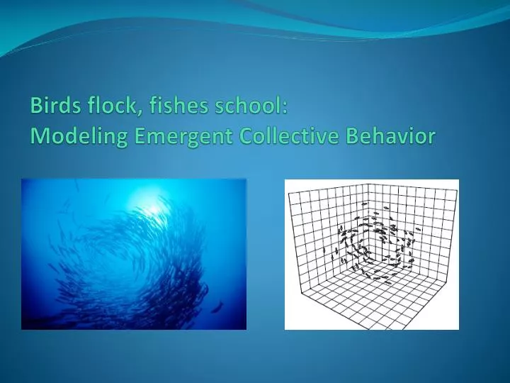 birds flock fishes school modeling emergent collective behavior