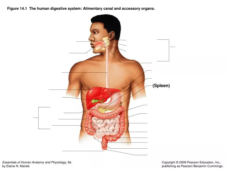 figure 14 1 the human digestive system alimentary canal and accessory organs