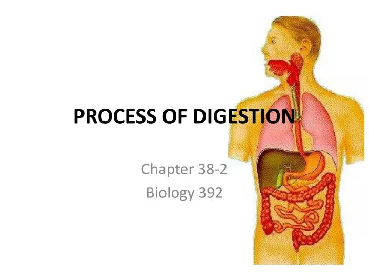 process of digestion