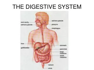 THE DIGESTIVE SYSTEM
