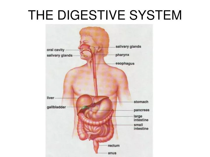 the digestive system