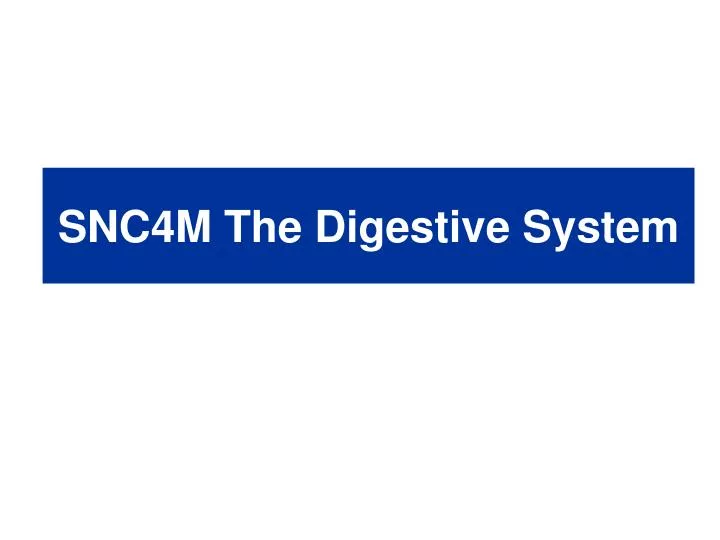 snc4m the digestive system