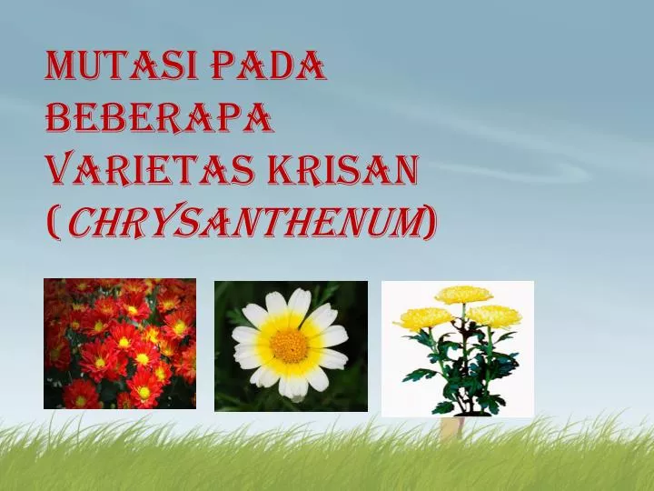 mutasi pada beberapa varietas krisan chrysanthenum