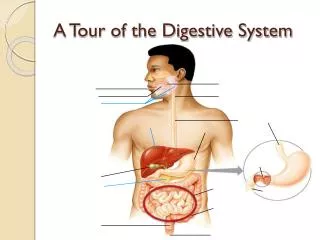A Tour of the Digestive System