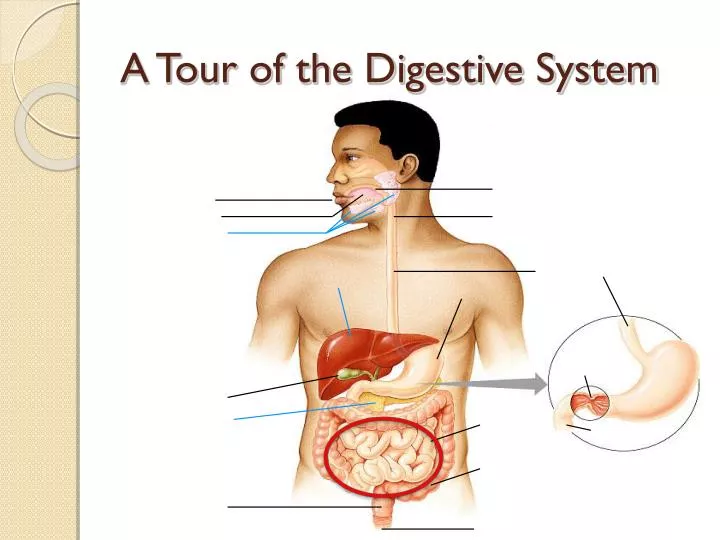 a tour of the digestive system