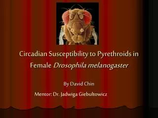 Circadian Susceptibility to Pyrethroids in Female Drosophila melanogaster