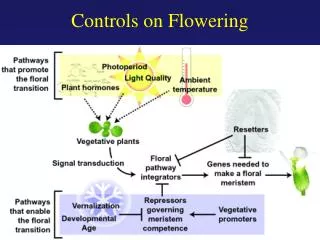Controls on Flowering