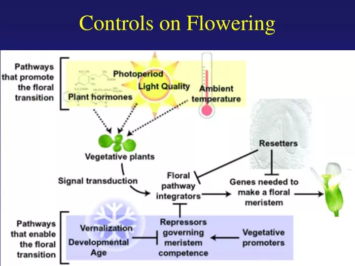 controls on flowering