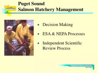 Puget Sound Salmon Hatchery Management