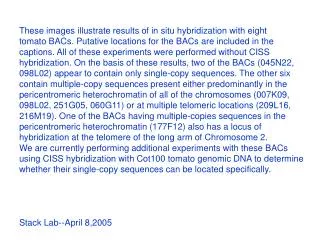 These images illustrate results of in situ hybridization with eight