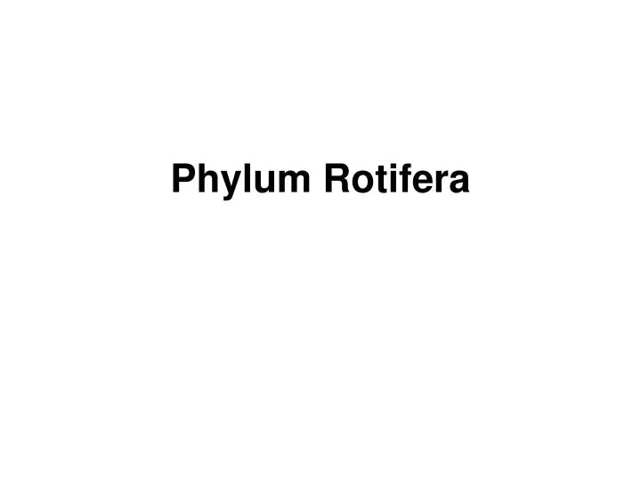 phylum rotifera