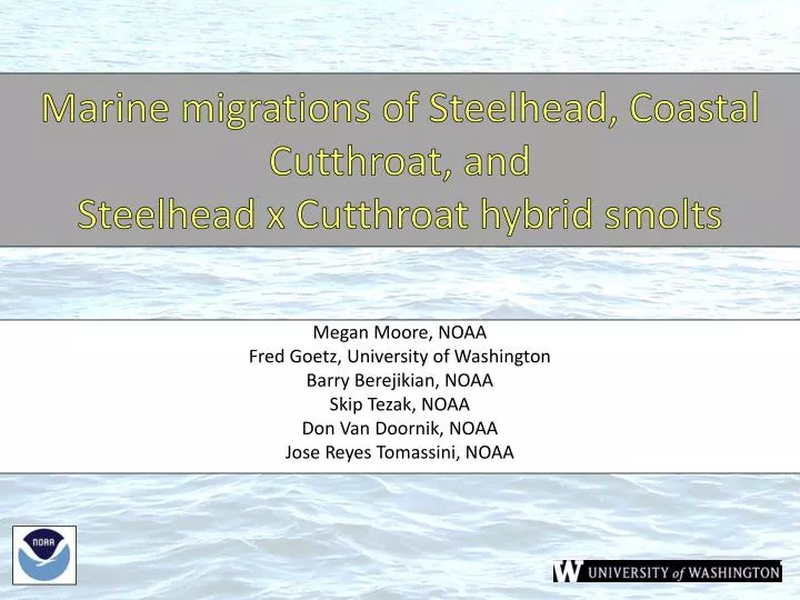 marine migrations of steelhead coastal cutthroat and steelhead x cutthroat hybrid smolts
