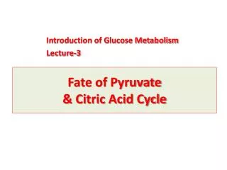 Fate of Pyruvate &amp; Citric Acid Cycle