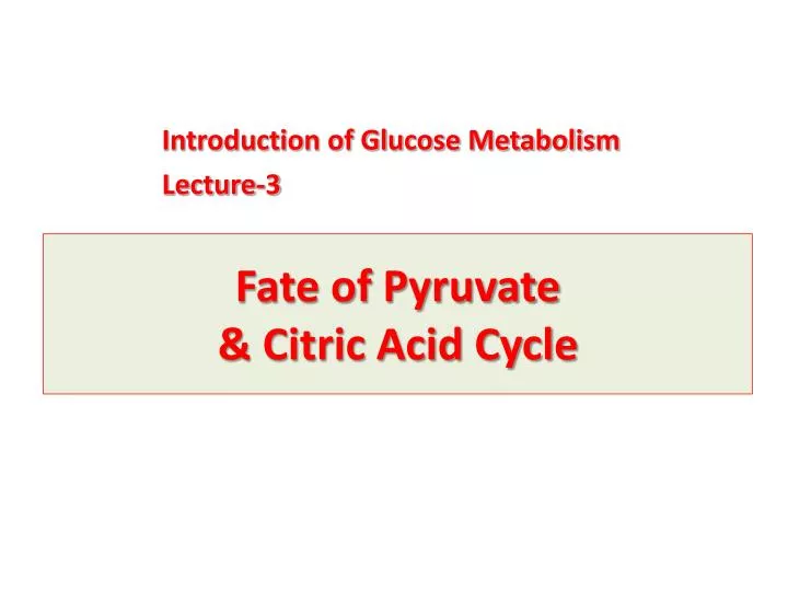 fate of pyruvate citric acid cycle