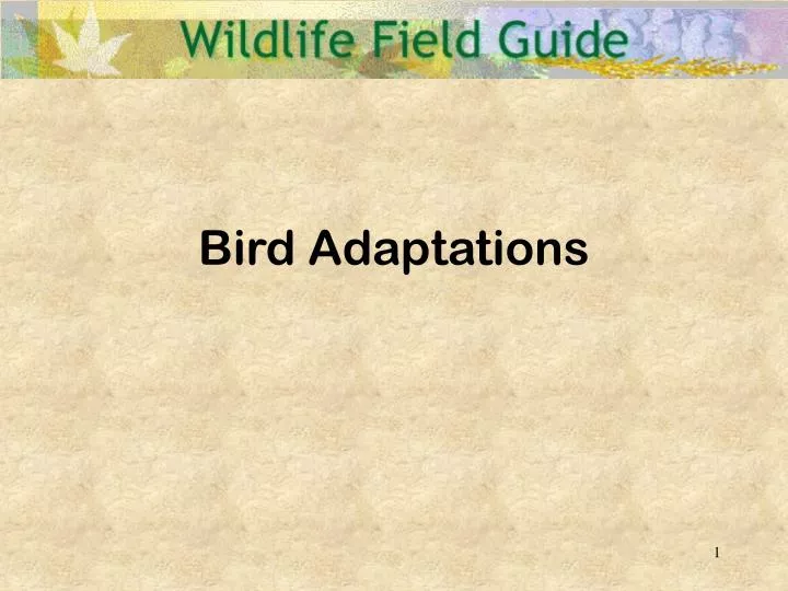 bird adaptations