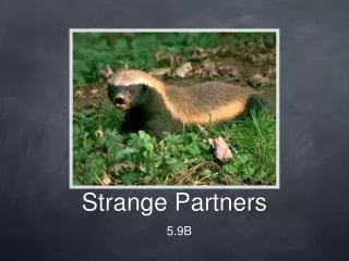 Strange Partners