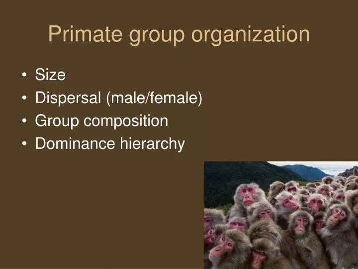 primate group organization