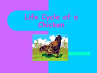 PPT - The Life Cycle of a Chicken PowerPoint Presentation, free ...