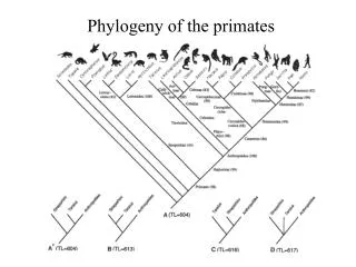 Phylogeny of the primates