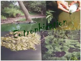 Eutrophication