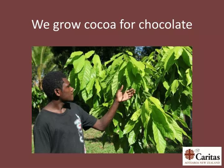 we grow cocoa for chocolate