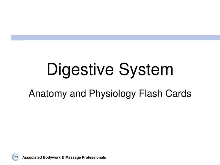 digestive system