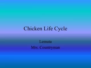 Chicken Life Cycle