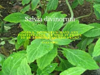 Salvia divinorum