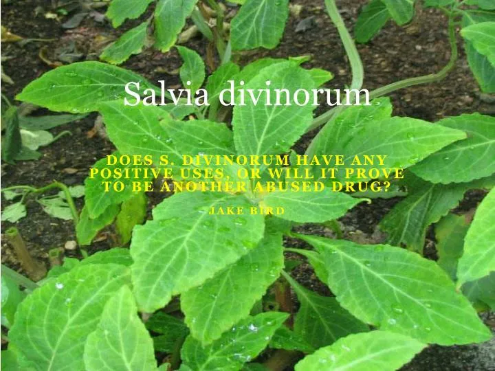 salvia divinorum