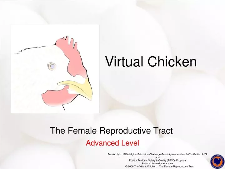 virtual chicken