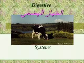 Digestive ?????? ??????