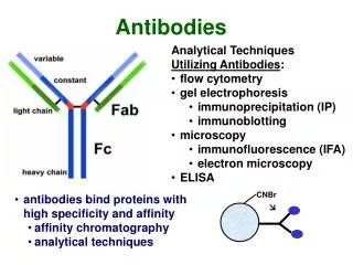 Analytical Techniques Utilizing Antibodies : flow cytometry gel electrophoresis
