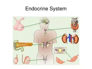 endocrine system