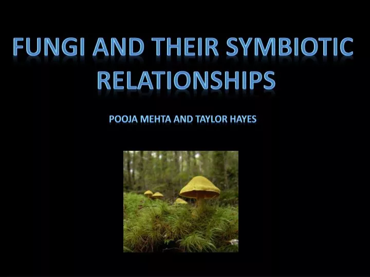 fungi and their symbiotic relationships