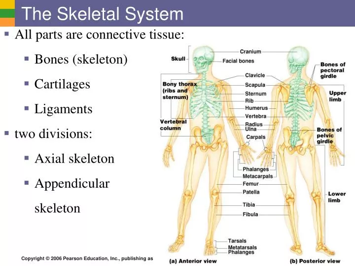 the skeletal system