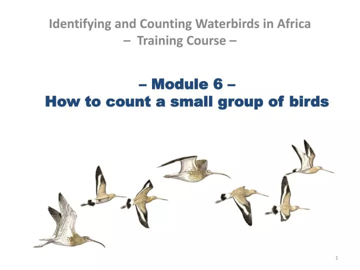 module 6 how to count a small group of birds