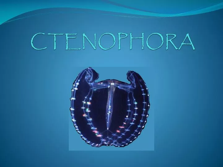 ctenophora
