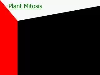 plant mitosis