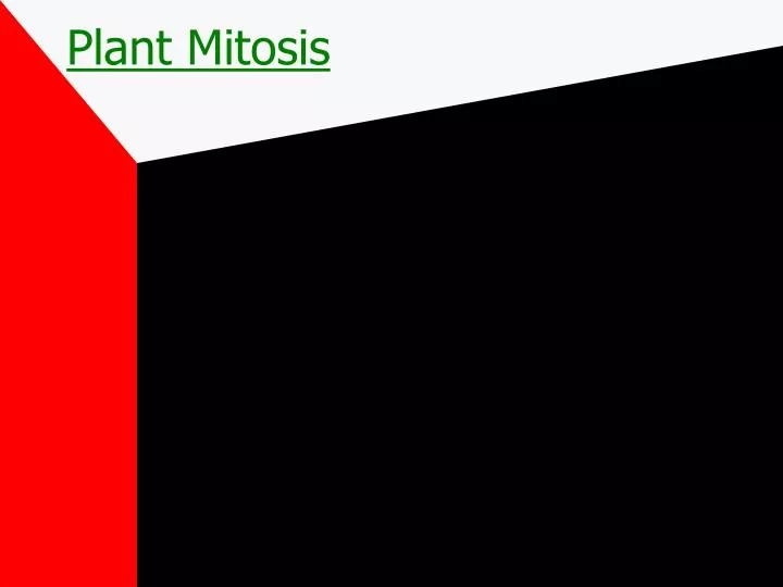 plant mitosis