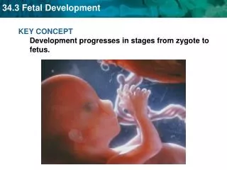 KEY CONCEPT Development progresses in stages from zygote to fetus.