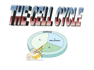 THE CELL CYCLE