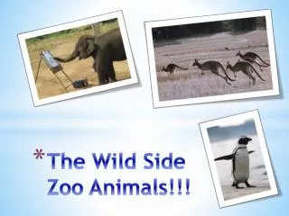 The Wild Side Zoo Animals!!!