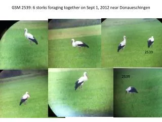 GSM 2539: 6 storks foraging together on Sept 1, 2012 near Donaueschingen