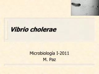 vibrio cholerae