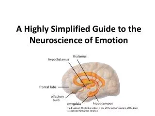A Highly Simplified Guide to the Neuroscience of Emotion