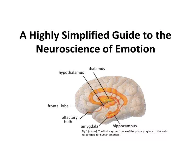 a highly simplified guide to the neuroscience of emotion