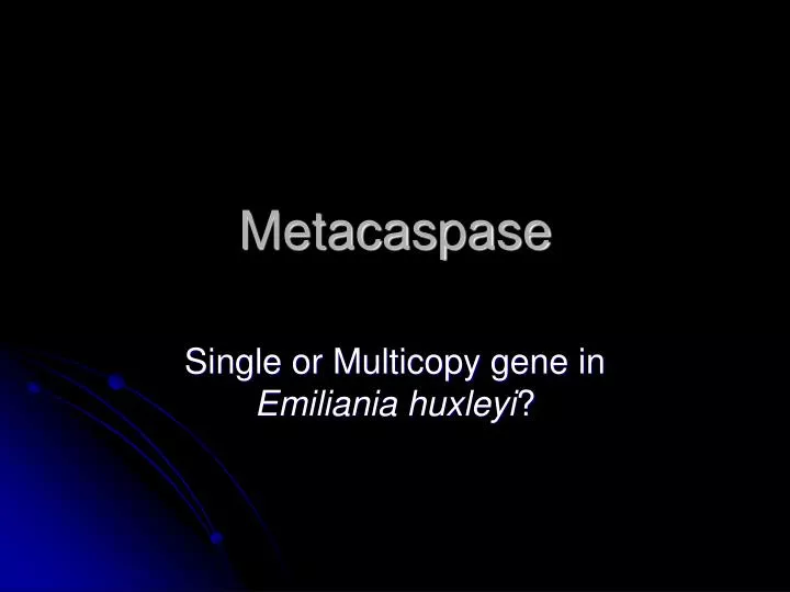 metacaspase